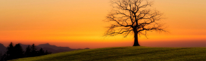 Banner Slider Baum2